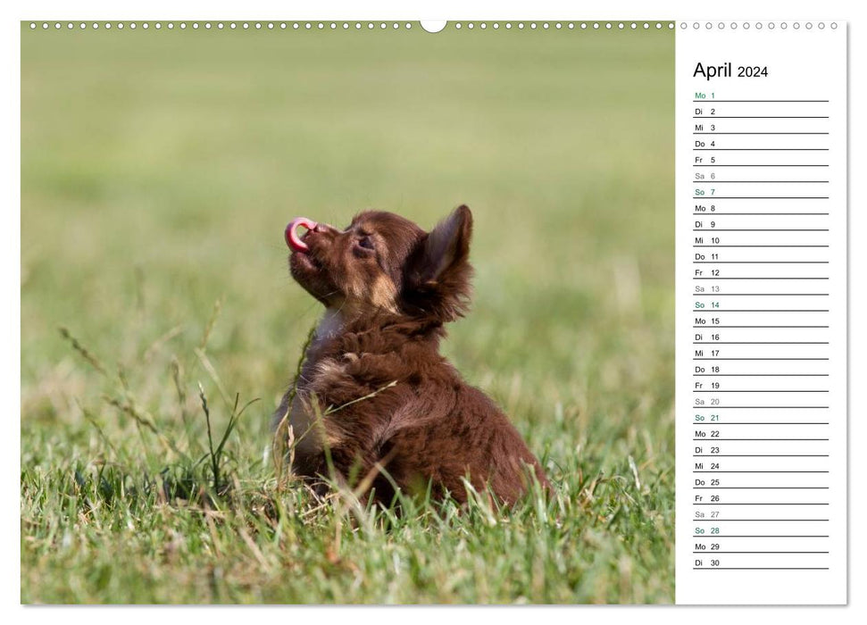 Chihuahuas - petits briseurs de cœur (Calendrier mural CALVENDO 2024) 