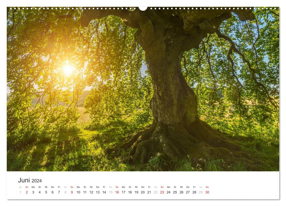 Blicke in die Eifel (CALVENDO Wandkalender 2024)