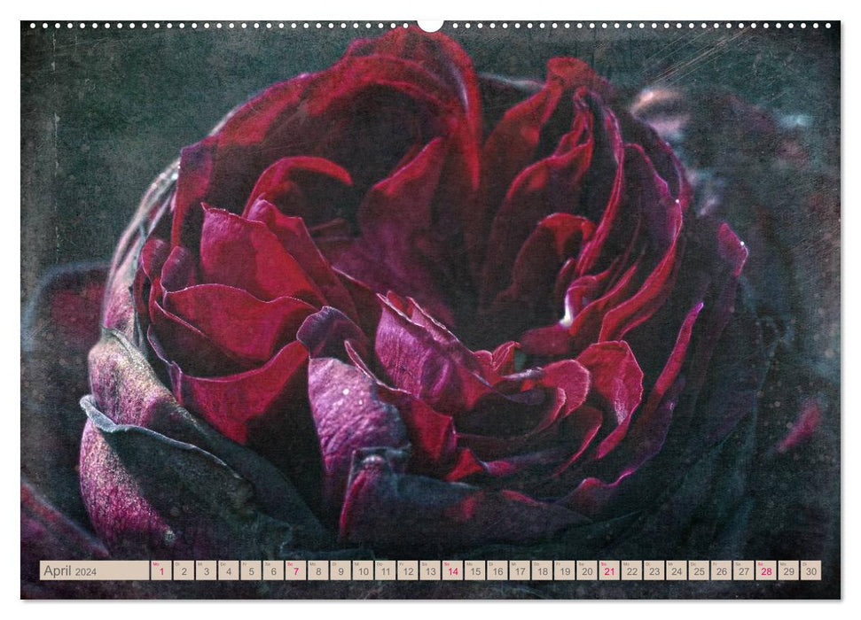 Parfum de rose Style Shabby Chic (Calendrier mural CALVENDO 2024) 