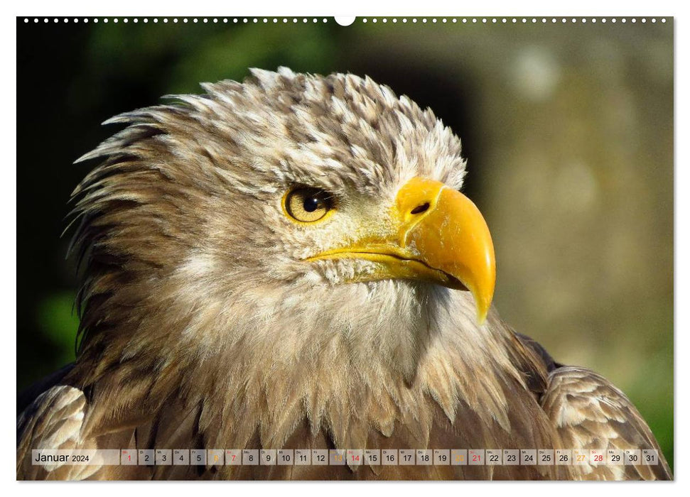 Majestätische Greifvögel (CALVENDO Wandkalender 2024)