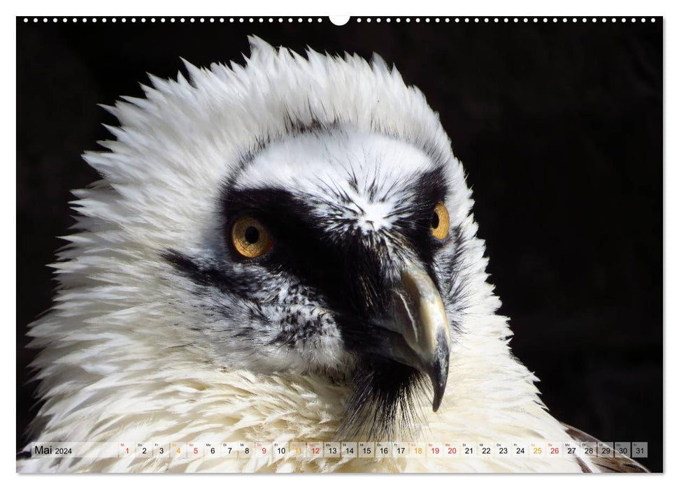 Oiseaux de proie majestueux (Calendrier mural CALVENDO 2024) 