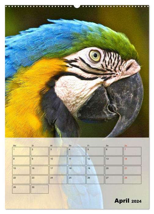 Aras. Der Papageien-Planer (CALVENDO Premium Wandkalender 2024)