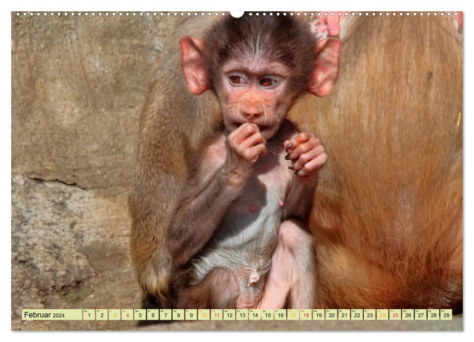 Monkeys - Monkey Children (CALVENDO Premium Wall Calendar 2024) 