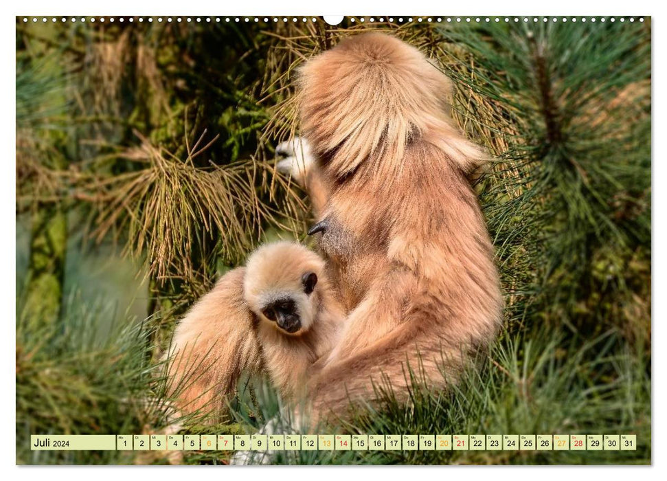 Affen - Affenkinder (CALVENDO Premium Wandkalender 2024)