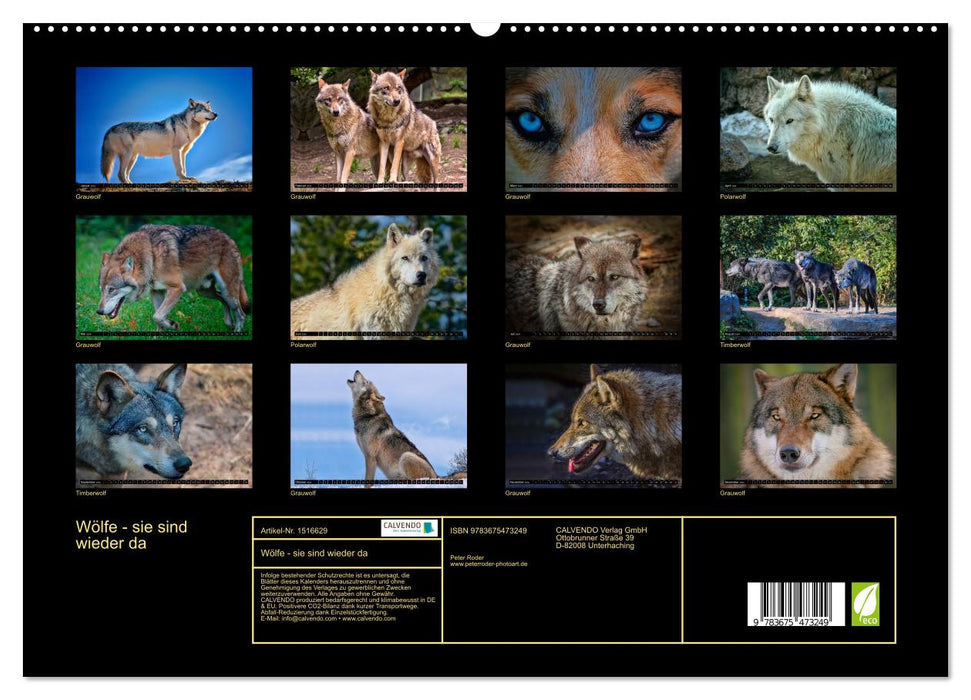 Wolves - they are back (CALVENDO Premium Wall Calendar 2024) 