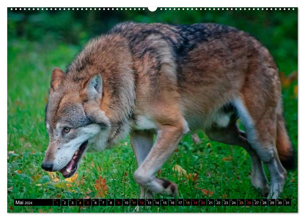 Wolves - they are back (CALVENDO Premium Wall Calendar 2024) 