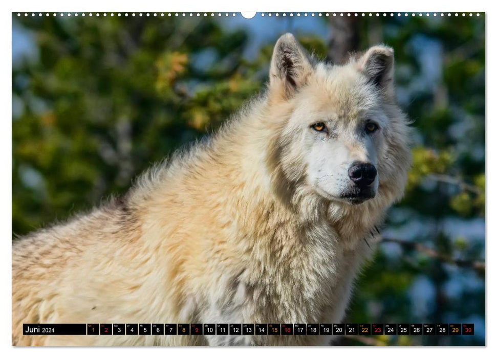 Wolves - they are back (CALVENDO Premium Wall Calendar 2024) 