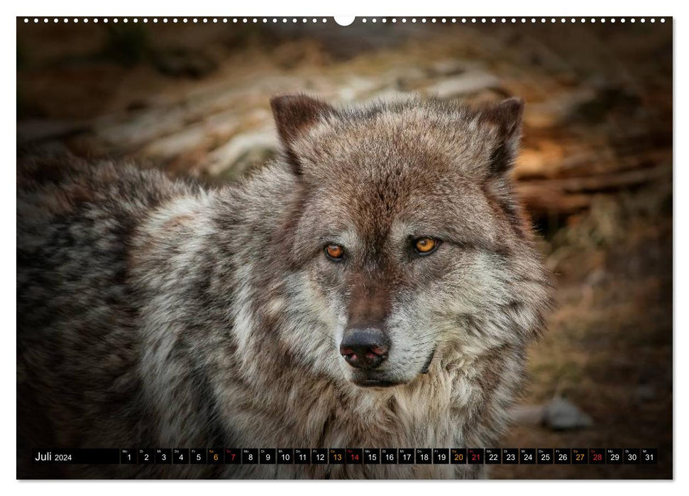 Wolves - they are back (CALVENDO Premium Wall Calendar 2024) 