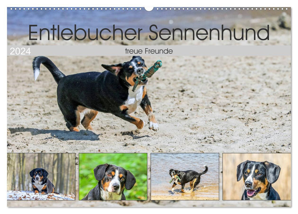 Entlebucher Mountain Dog - loyal friends (CALVENDO wall calendar 2024) 