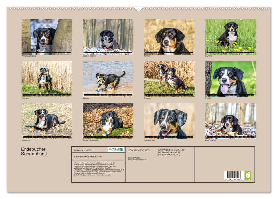 Entlebucher Sennenhund - treue Freunde (CALVENDO Wandkalender 2024)