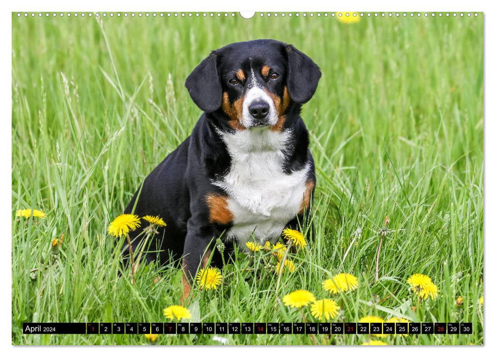 Entlebucher Sennenhund - treue Freunde (CALVENDO Wandkalender 2024)