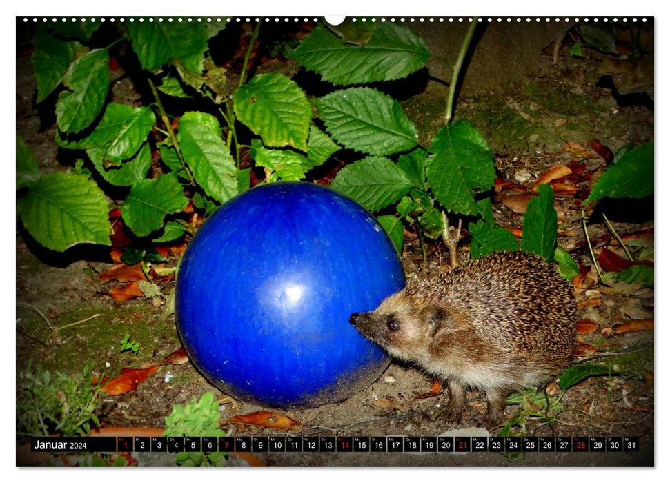 My hedgehogs (CALVENDO wall calendar 2024) 