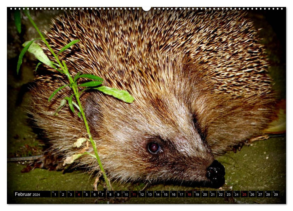 My hedgehogs (CALVENDO wall calendar 2024) 