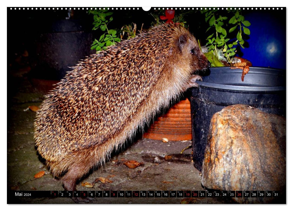 My hedgehogs (CALVENDO wall calendar 2024) 