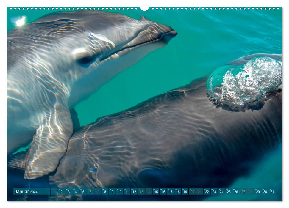 Dolphins - elegant and intelligent (CALVENDO Premium Wall Calendar 2024) 