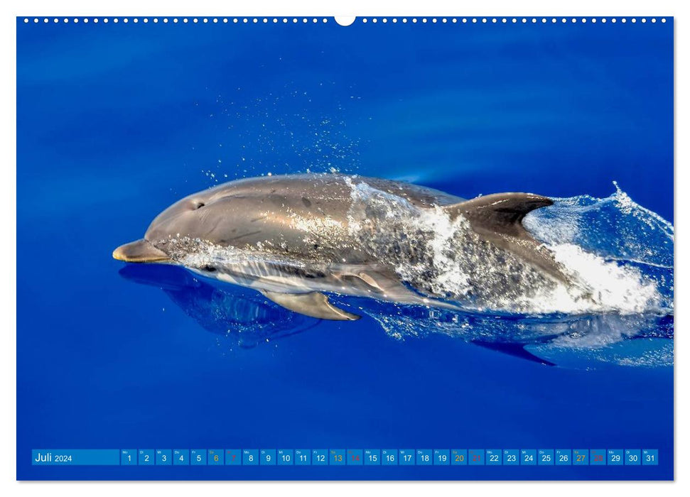 Dolphins - elegant and intelligent (CALVENDO Premium Wall Calendar 2024) 