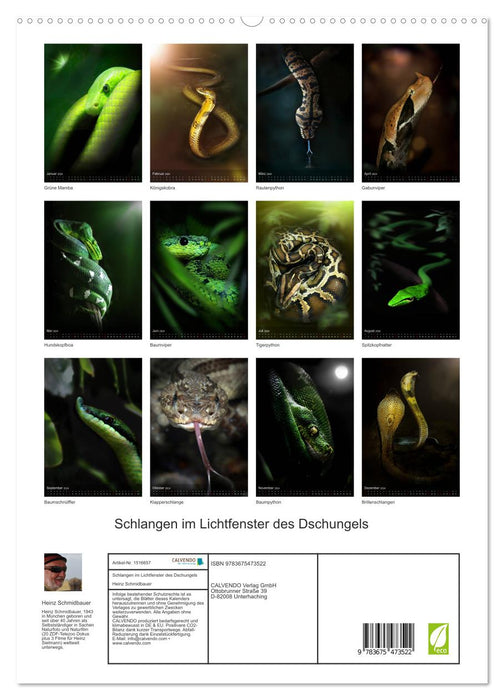 Snakes in the light window of the jungle (CALVENDO Premium Wall Calendar 2024) 