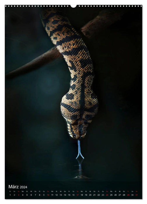 Snakes in the light window of the jungle (CALVENDO Premium Wall Calendar 2024) 