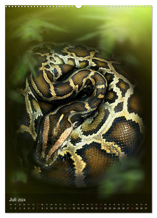 Snakes in the light window of the jungle (CALVENDO Premium Wall Calendar 2024) 