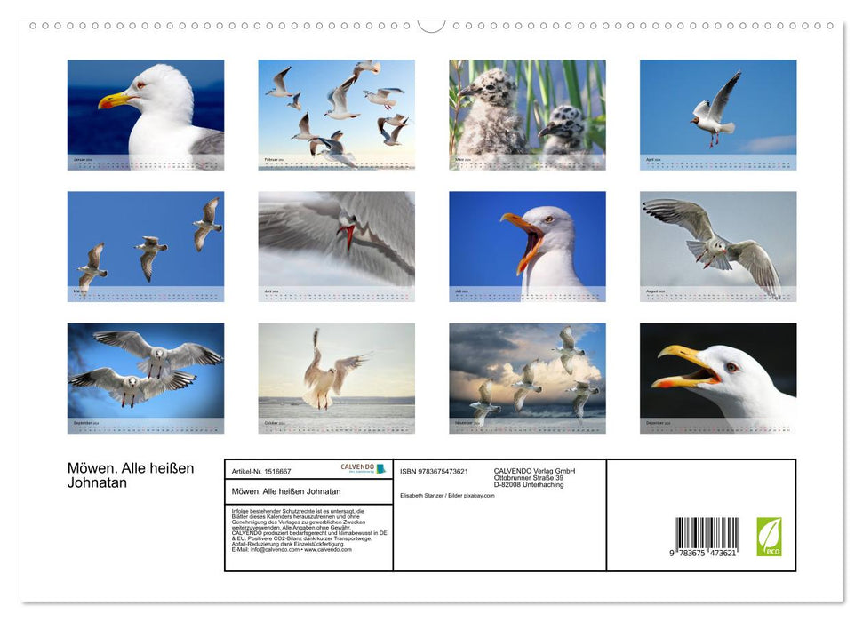 Seagulls. Everyone is called Johnatan (CALVENDO Premium Wall Calendar 2024) 