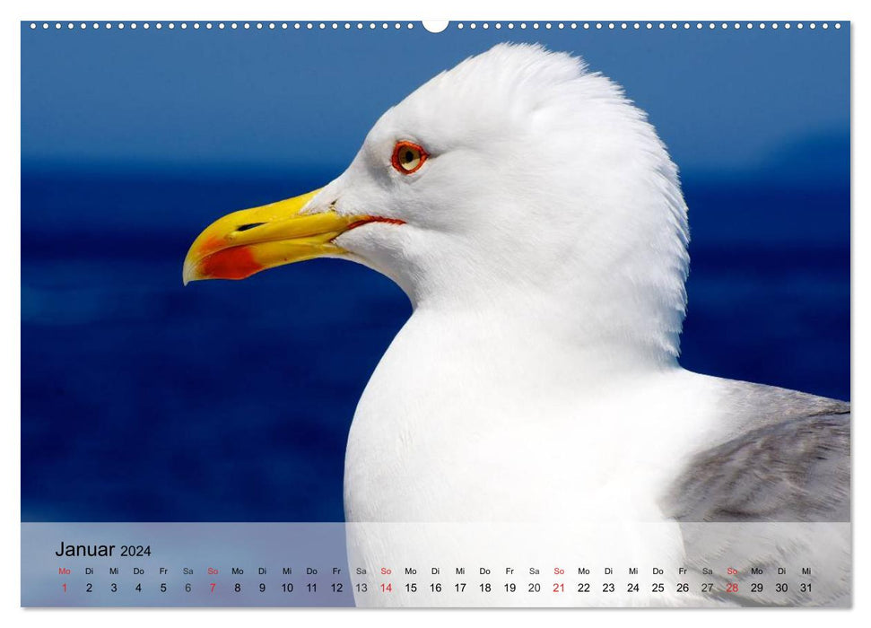 Seagulls. Everyone is called Johnatan (CALVENDO Premium Wall Calendar 2024) 