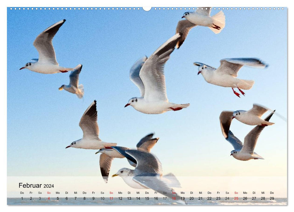 Seagulls. Everyone is called Johnatan (CALVENDO Premium Wall Calendar 2024) 