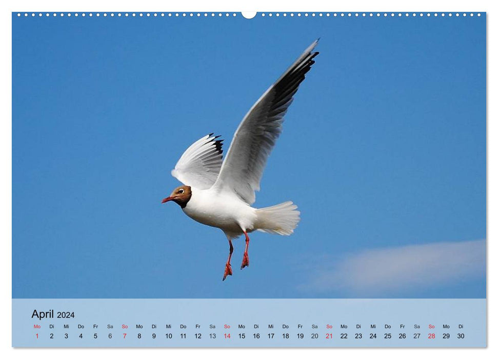 Seagulls. Everyone is called Johnatan (CALVENDO Premium Wall Calendar 2024) 