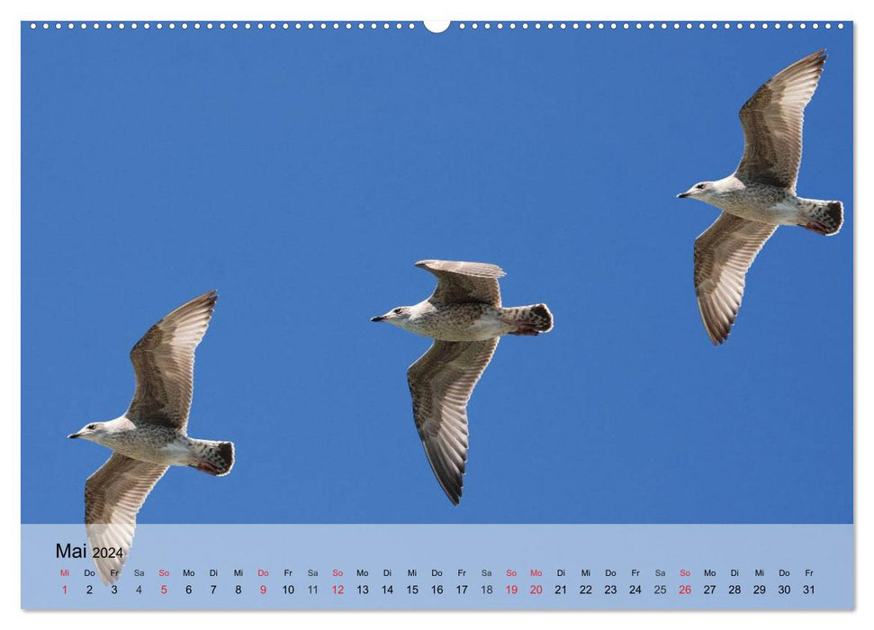 Seagulls. Everyone is called Johnatan (CALVENDO Premium Wall Calendar 2024) 