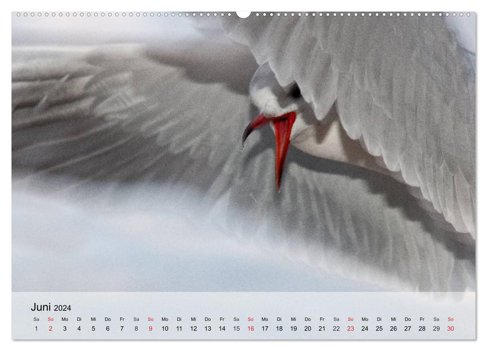 Seagulls. Everyone is called Johnatan (CALVENDO Premium Wall Calendar 2024) 