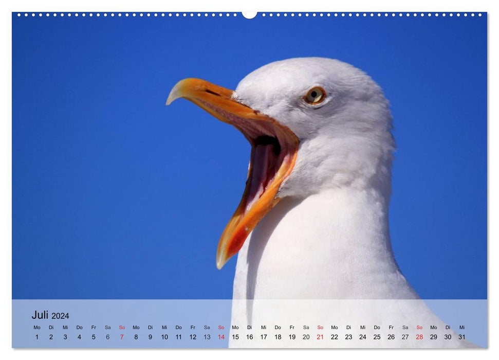 Seagulls. Everyone is called Johnatan (CALVENDO Premium Wall Calendar 2024) 