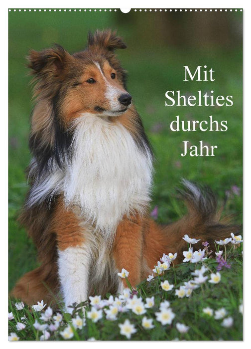 Mit Shelties durchs Jahr (CALVENDO Wandkalender 2024)