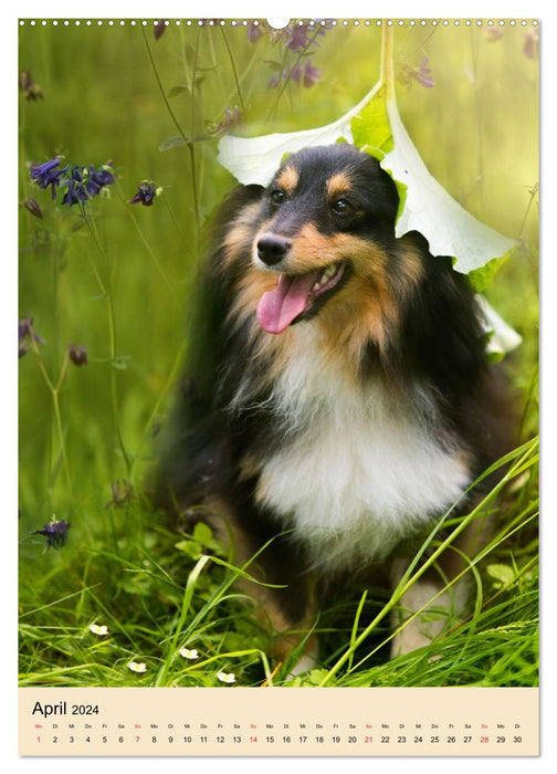 Mit Shelties durchs Jahr (CALVENDO Wandkalender 2024)