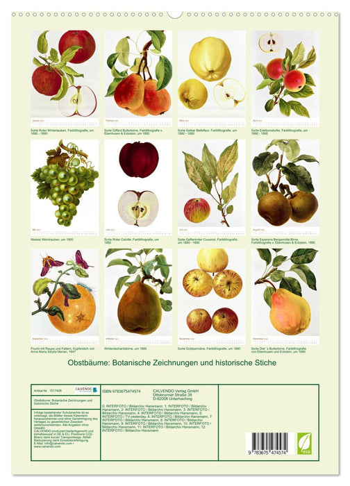 Arbres fruitiers : dessins botaniques et gravures historiques (Calendrier mural CALVENDO Premium 2024) 