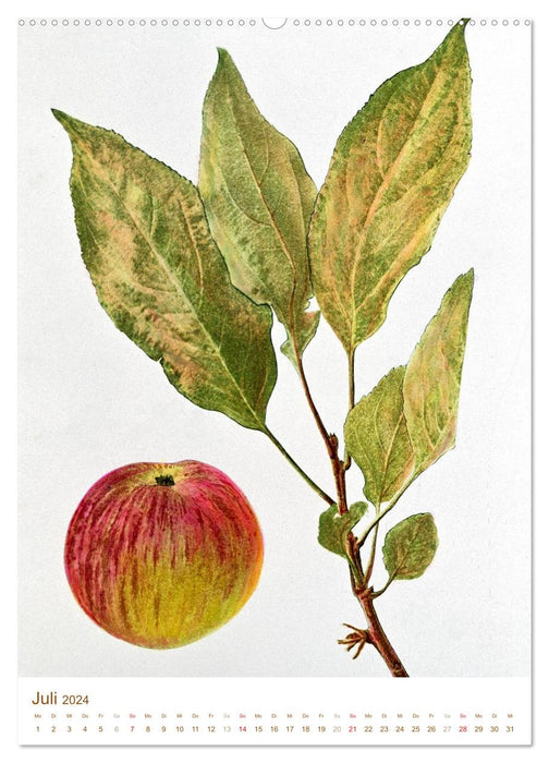 Arbres fruitiers : dessins botaniques et gravures historiques (Calendrier mural CALVENDO Premium 2024) 