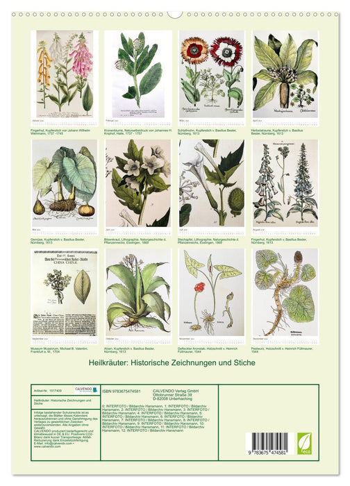 Plantes médicinales : dessins et gravures historiques (Calendrier mural CALVENDO Premium 2024) 