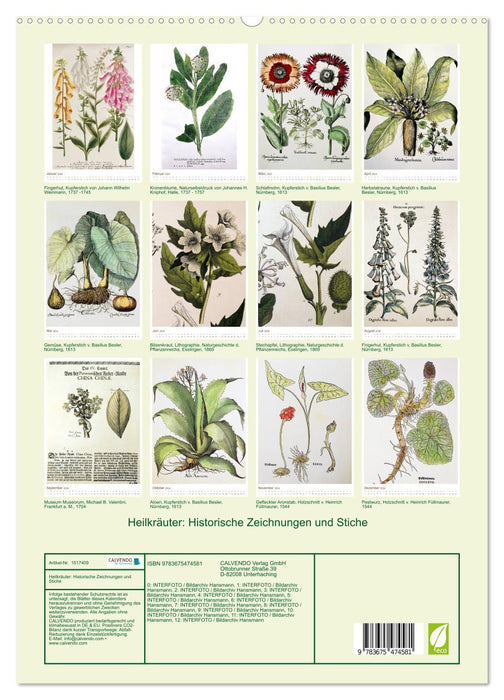 Heilkräuter: Historische Zeichnungen und Stiche (CALVENDO Premium Wandkalender 2024)