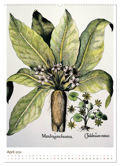 Plantes médicinales : dessins et gravures historiques (Calendrier mural CALVENDO Premium 2024) 