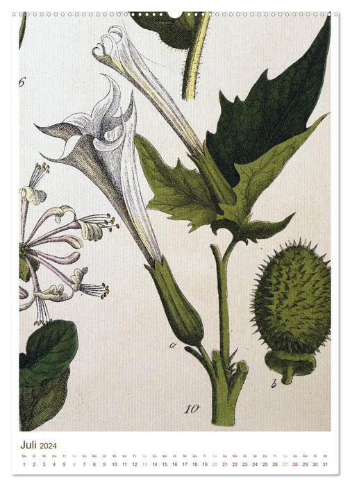 Plantes médicinales : dessins et gravures historiques (Calendrier mural CALVENDO Premium 2024) 