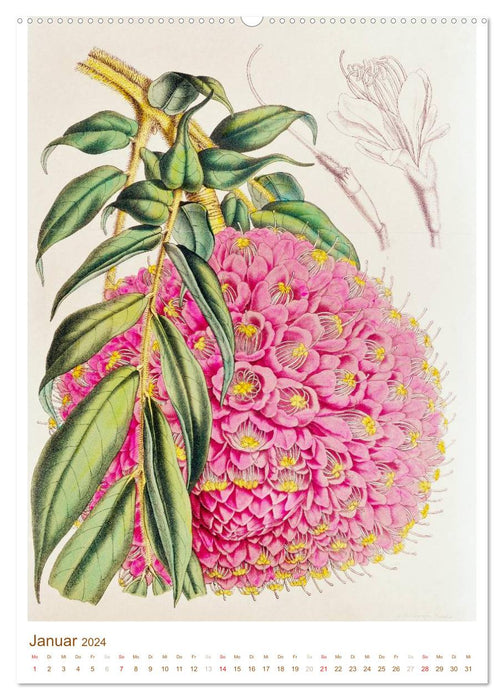 Fleurs : dessins et gravures du 19e siècle (Calendrier mural CALVENDO Premium 2024) 