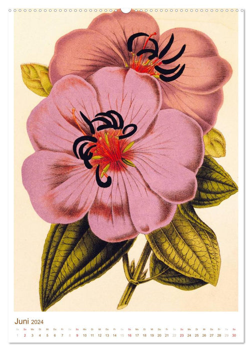 Fleurs : dessins et gravures du 19e siècle (Calendrier mural CALVENDO Premium 2024) 