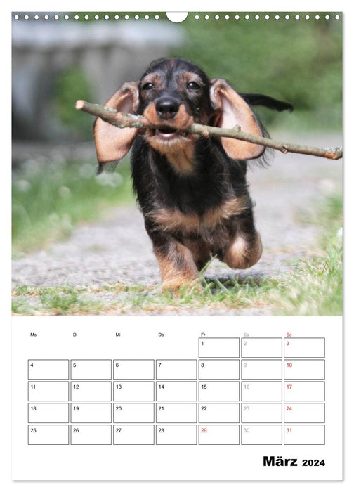 Geliebte Rabauken - Rauhaardackel (CALVENDO Wandkalender 2024)