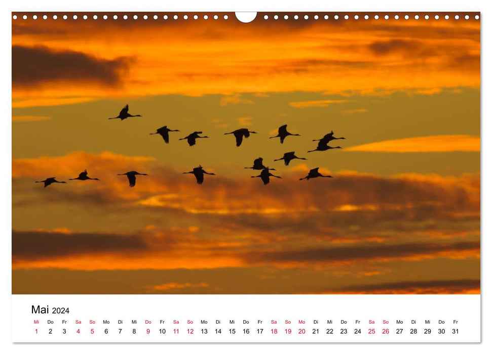 Migration of the Cranes (CALVENDO Wall Calendar 2024) 