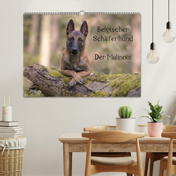 Belgischer Schäferhund - Der Malinois (CALVENDO Wandkalender 2024)