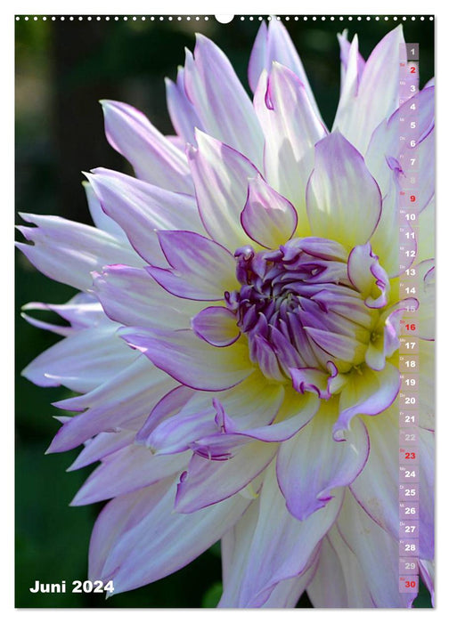 Dahlien - Blütenträume (CALVENDO Wandkalender 2024)