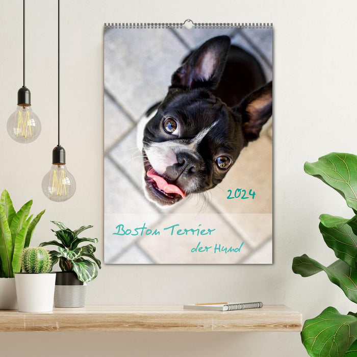 Boston Terrier der Hund 2024 (CALVENDO Wandkalender 2024)