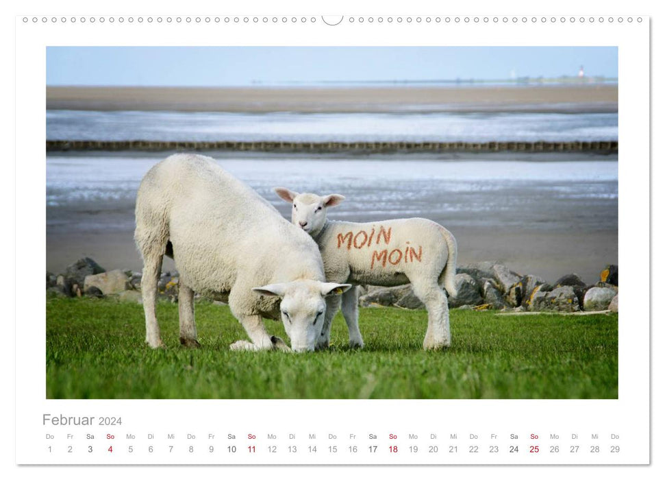 Nordsee Schafe (CALVENDO Wandkalender 2024)