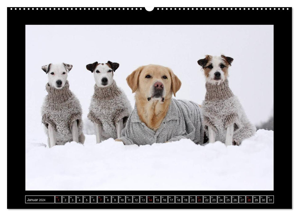 Parson Russell Terrier (CALVENDO Premium Wandkalender 2024)