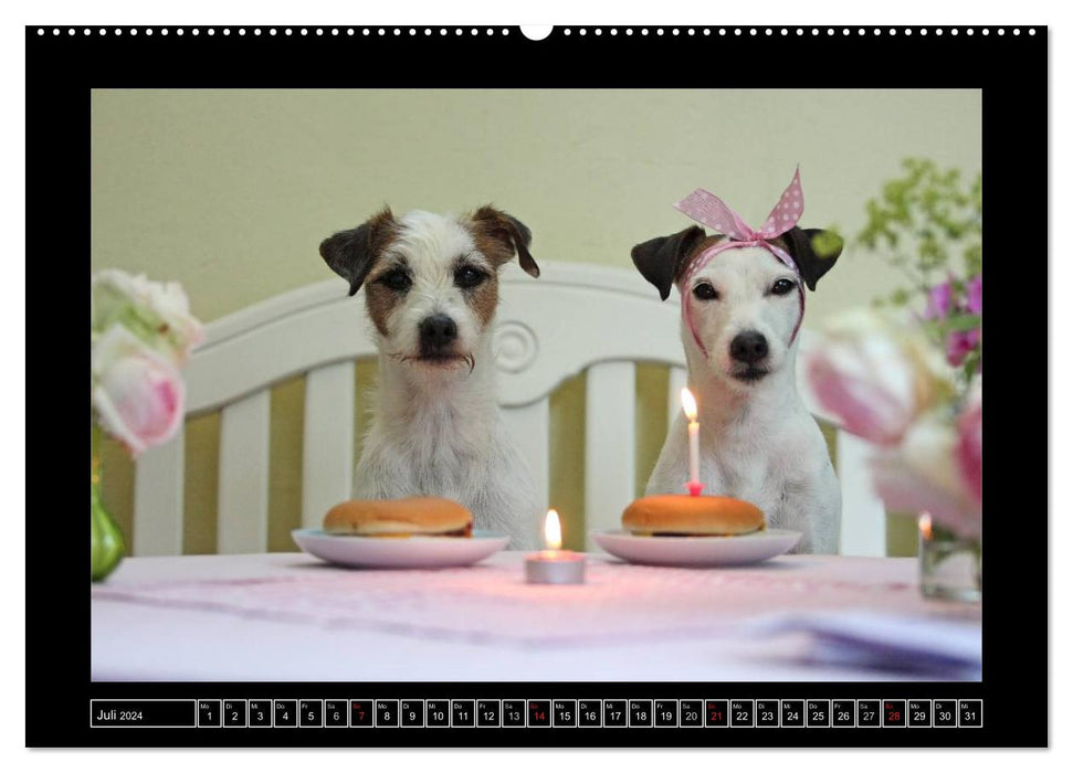 Parson Russell Terrier (CALVENDO Premium Wandkalender 2024)