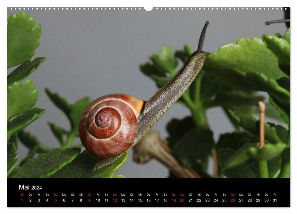 Lautlose Begleiter - Schnecken (CALVENDO Wandkalender 2024)