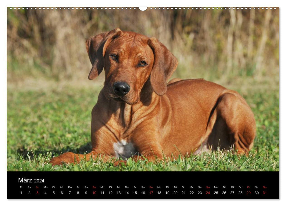 Rhodesian Ridgeback 2024 (CALVENDO Premium Wandkalender 2024)